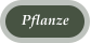 Pflanze